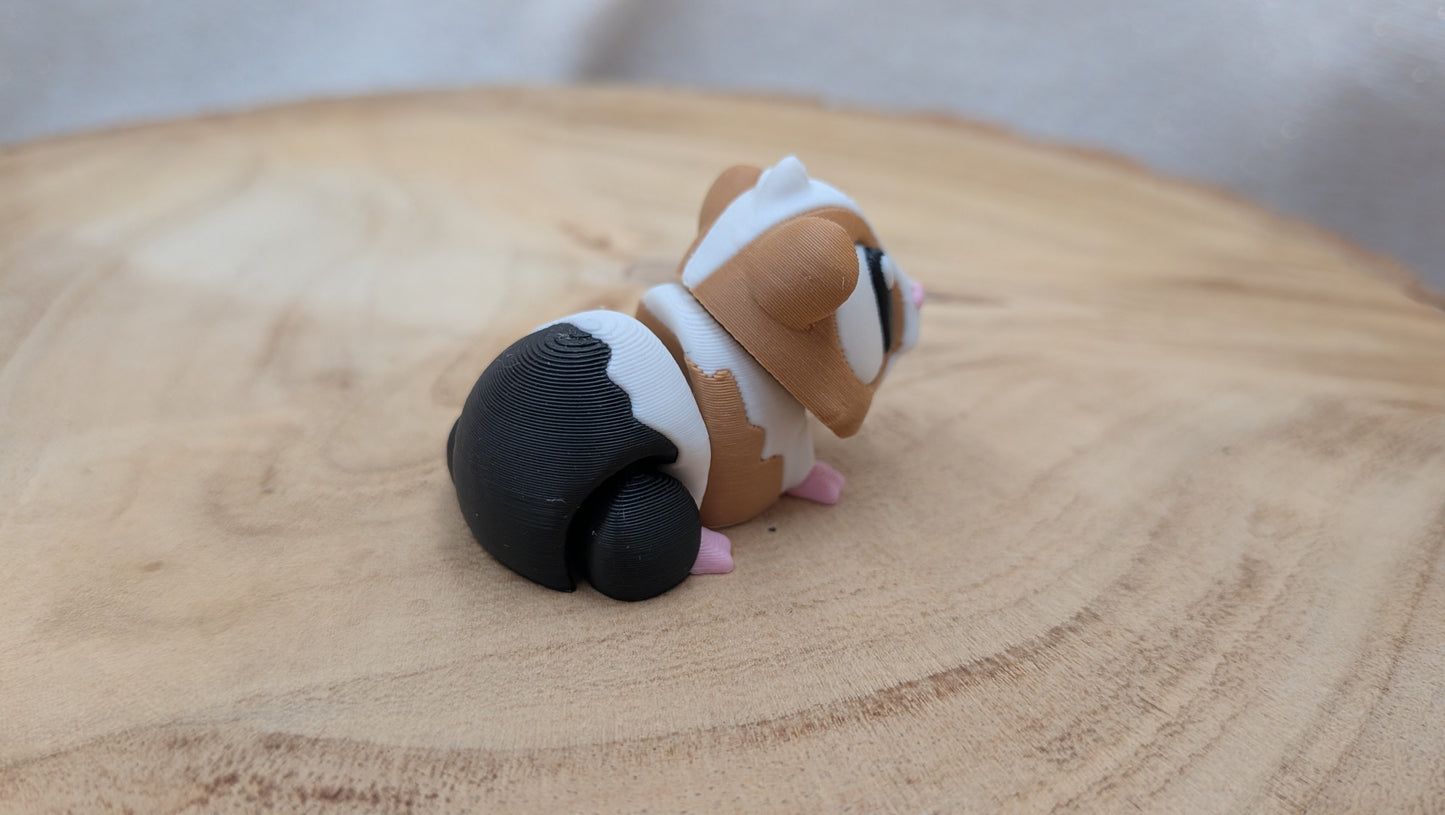 Cavia