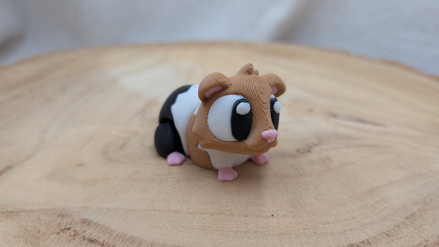 Cavia
