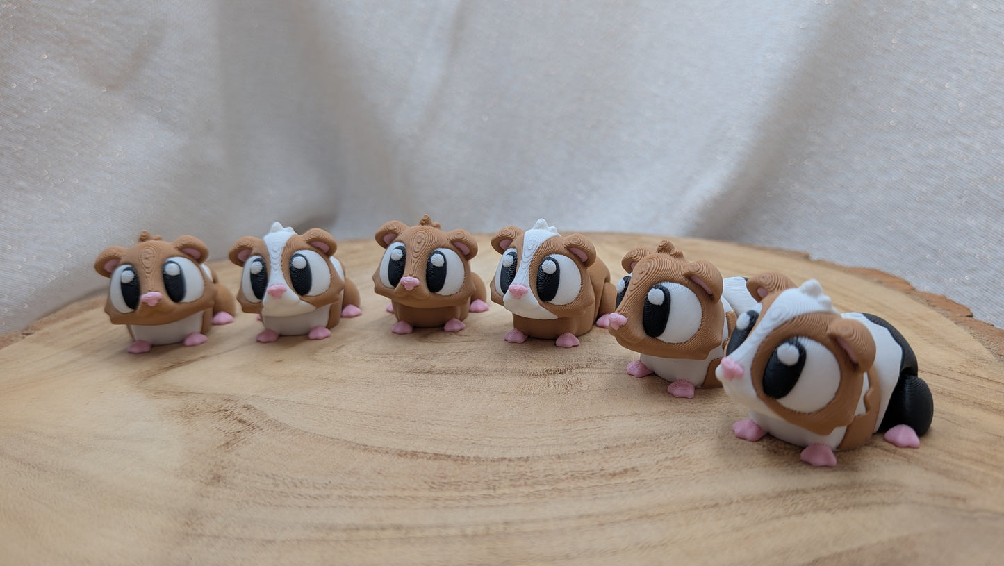 Cavia