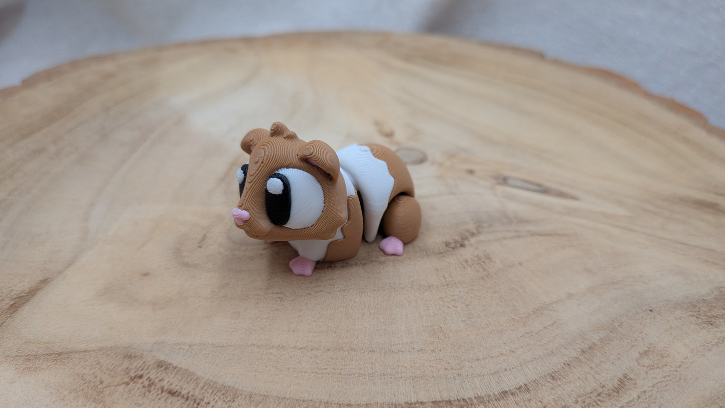 Cavia