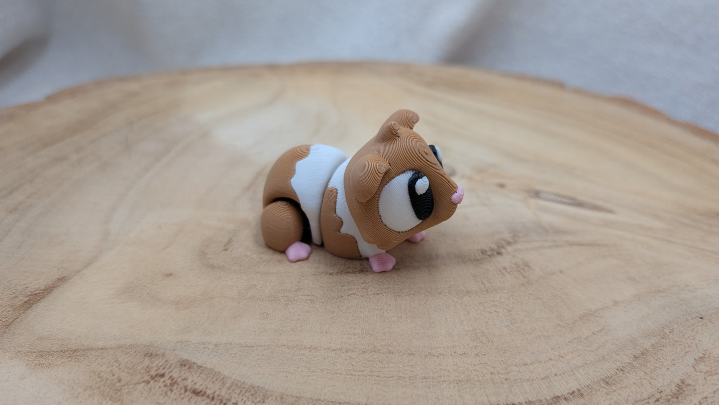 Cavia